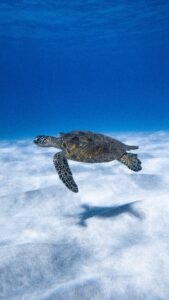 Akumal Snorkeling