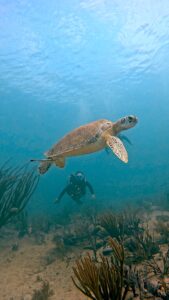 Cozumel Scuba Diving