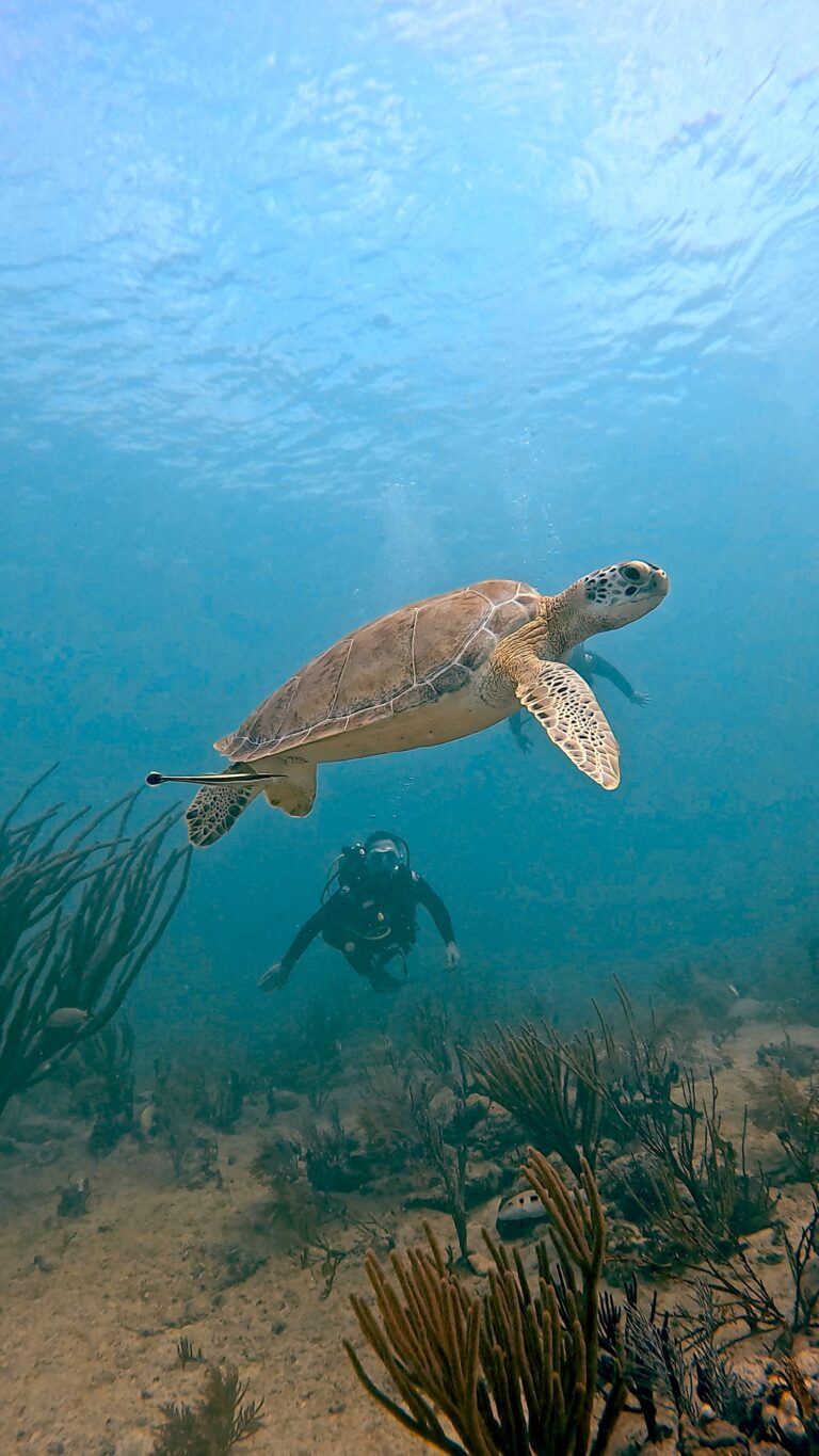Cozumel Scuba Diving