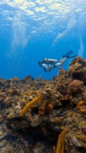 Cozumel Diving