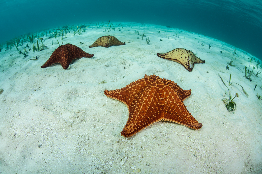 Cozumel Snorkel