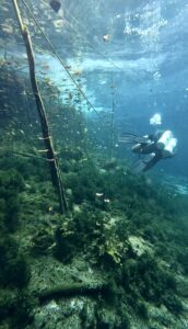 Cenote Car Wash