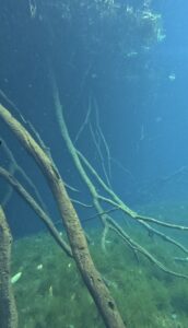 Cenote Car Wash