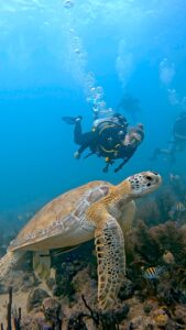 Playa del Carmen Diving