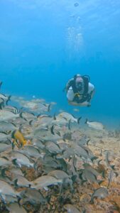 Playa del Carmen Diving.