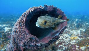 Puerto Morelos Diving