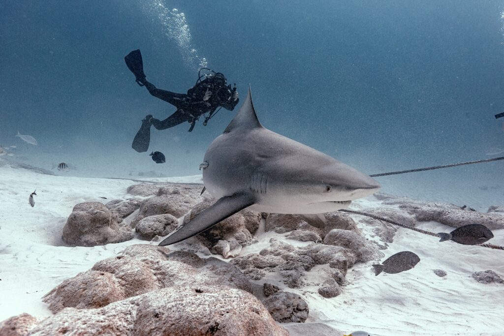 Plongée avec les requins taureaux Playa del Carmen