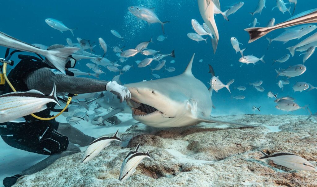 Bull Shark Feeding, Playa del Carmen