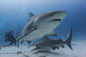 Bull Shark Observation