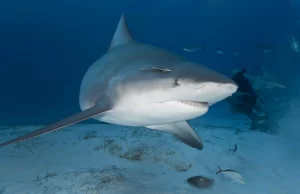 Bull Shark Observation