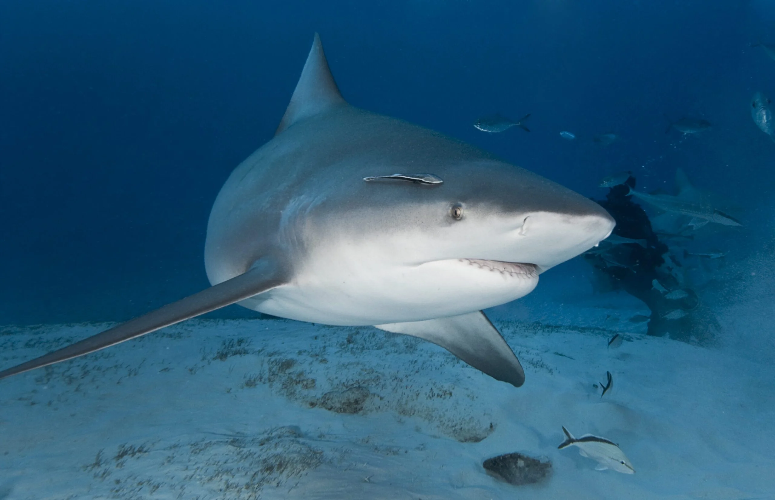 Bull Shark Observation