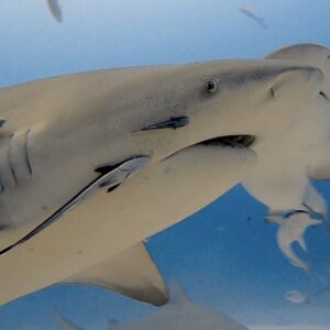 Bull Shark Observation