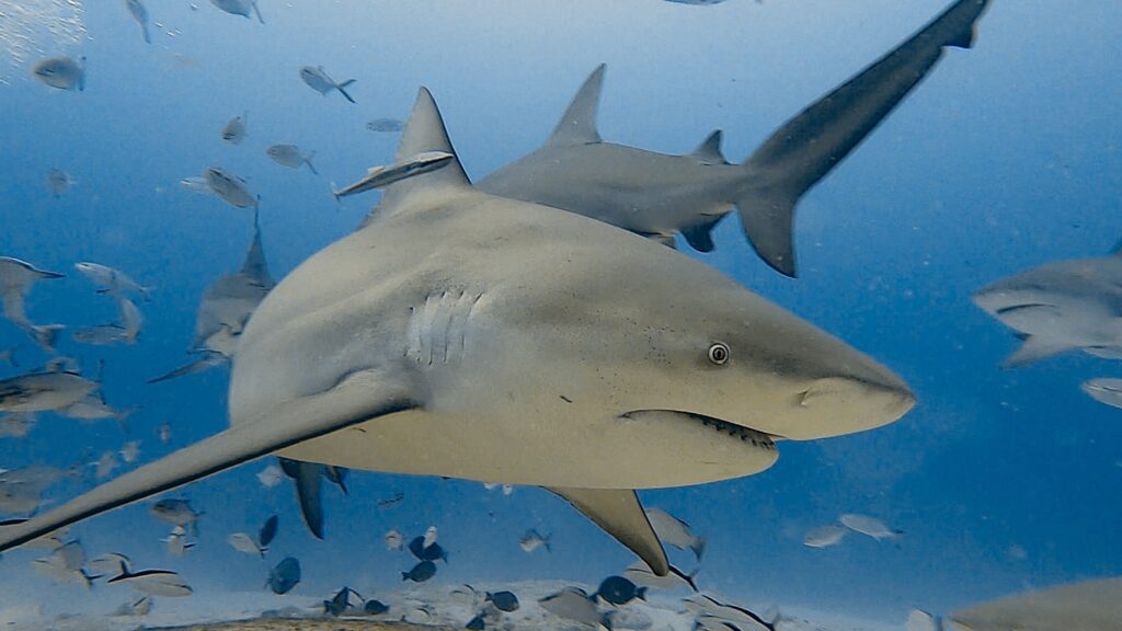 Bull Shark Observation