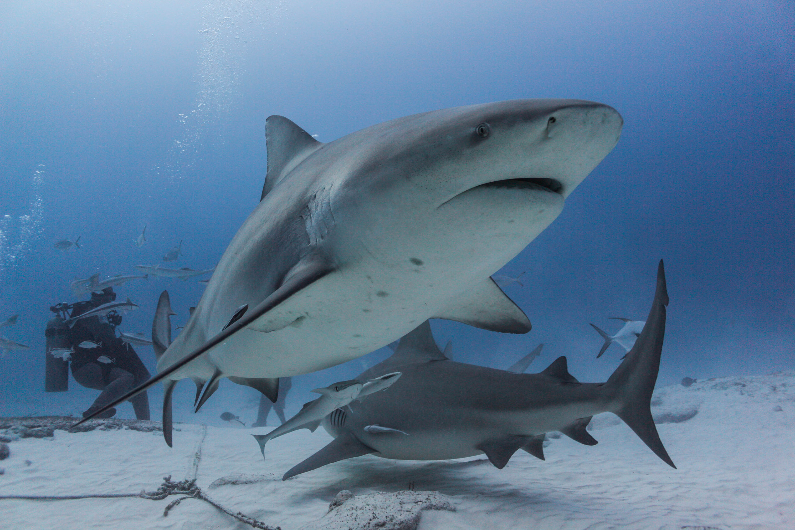 Bull Shark Observation