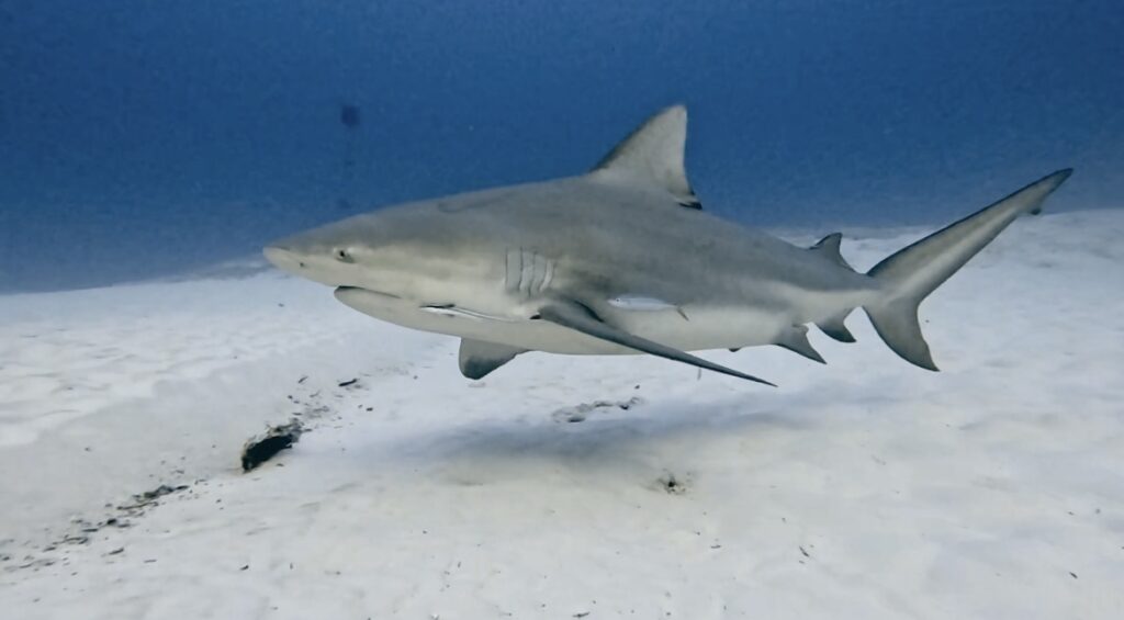 Bull Shark