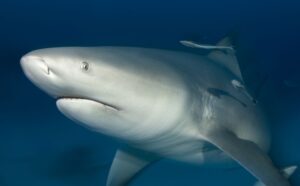 Bull-Shark-Conservation-4