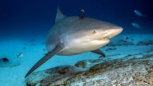 Bull-Shark-Conservation-4