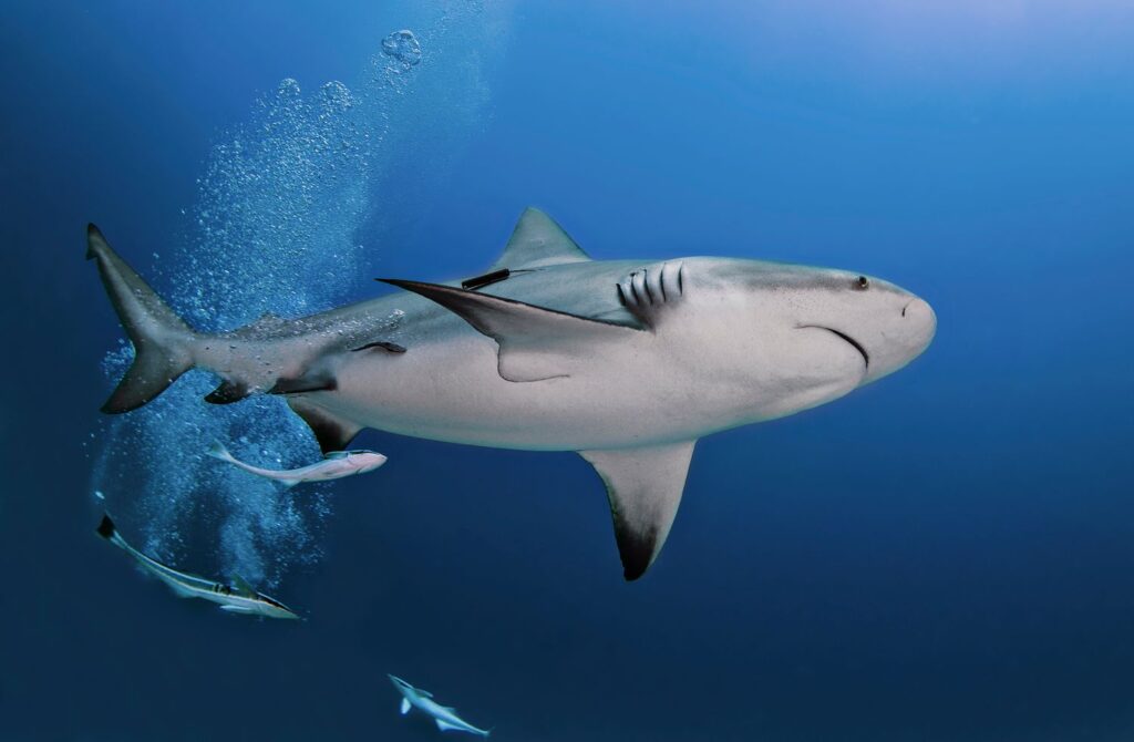 Bull-Shark-Conservation-4