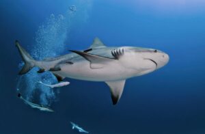 Bull-Shark-Conservation-4