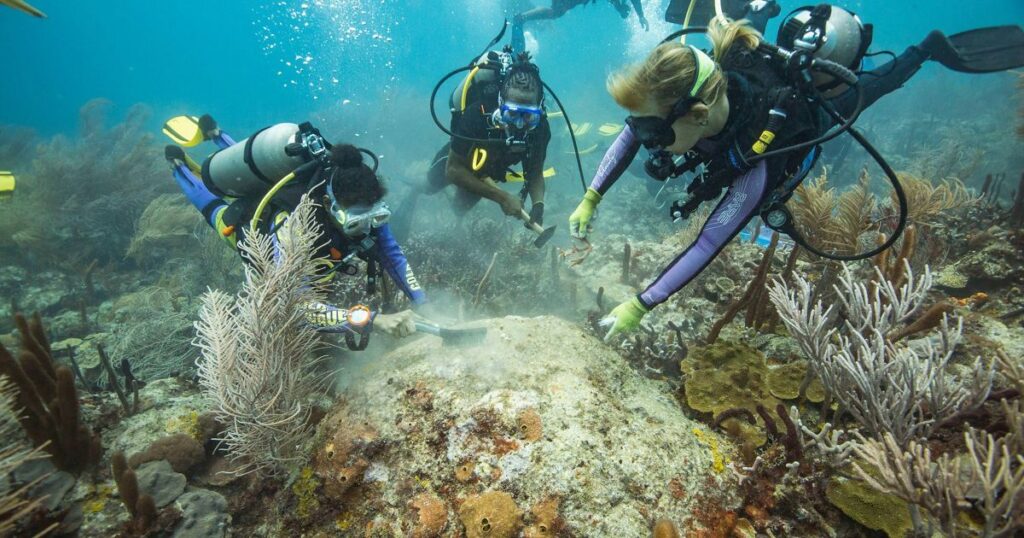 Coral-Conservation