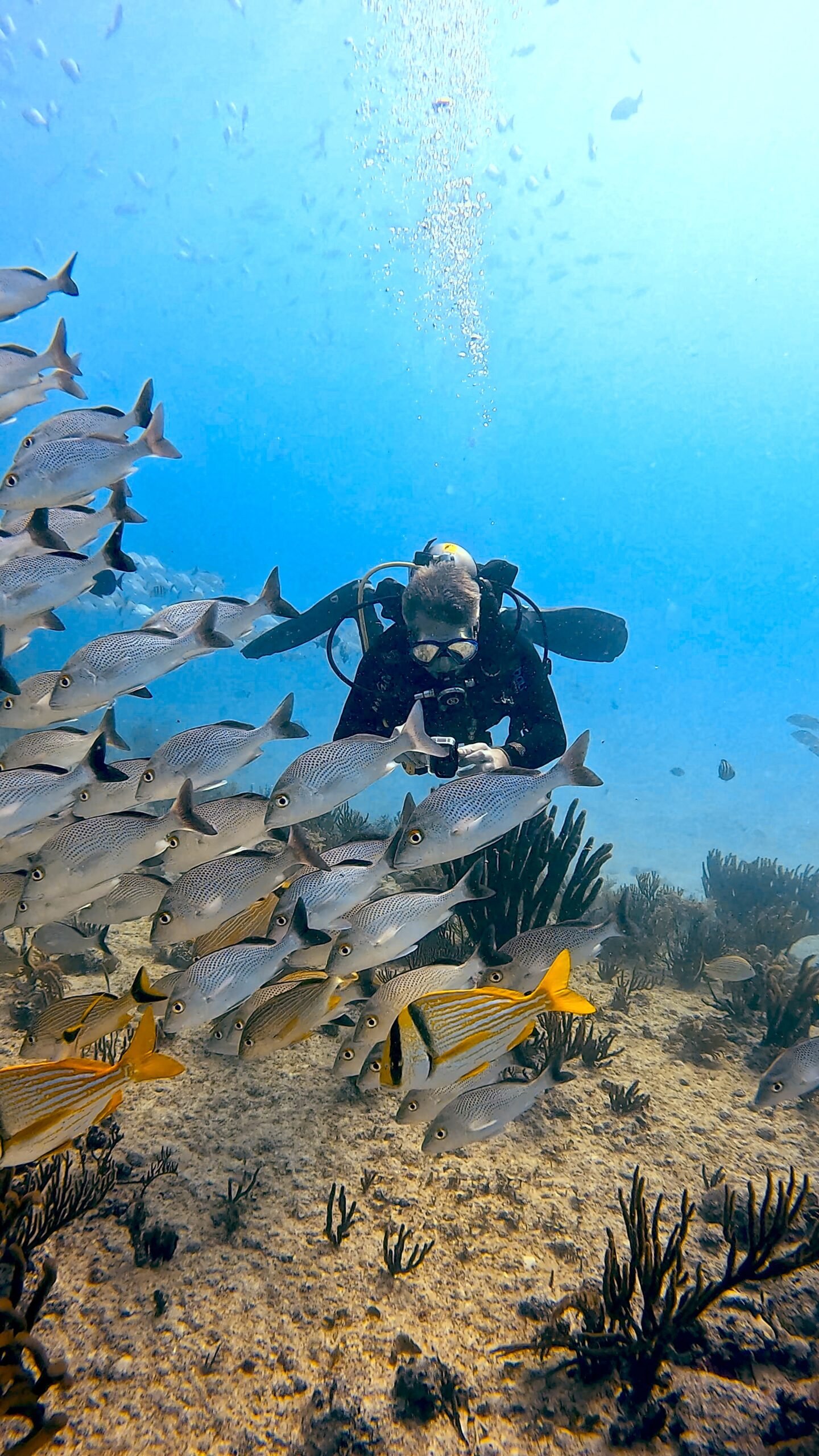 Scuba Diver