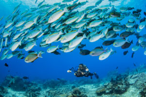 Underwater-Videography