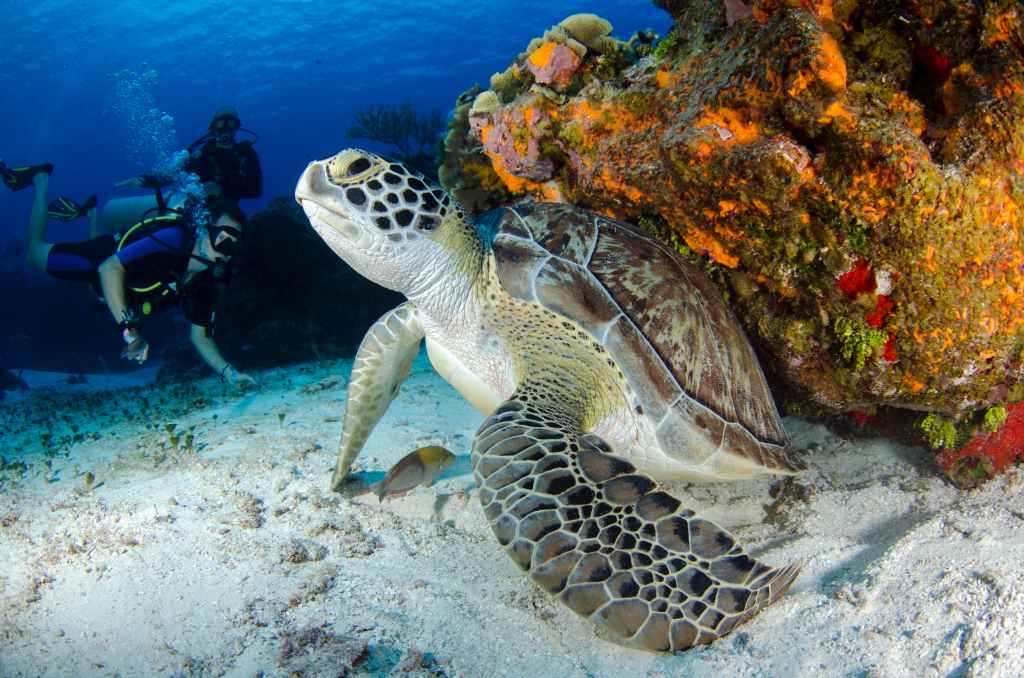 Cozumel Scuba Diving