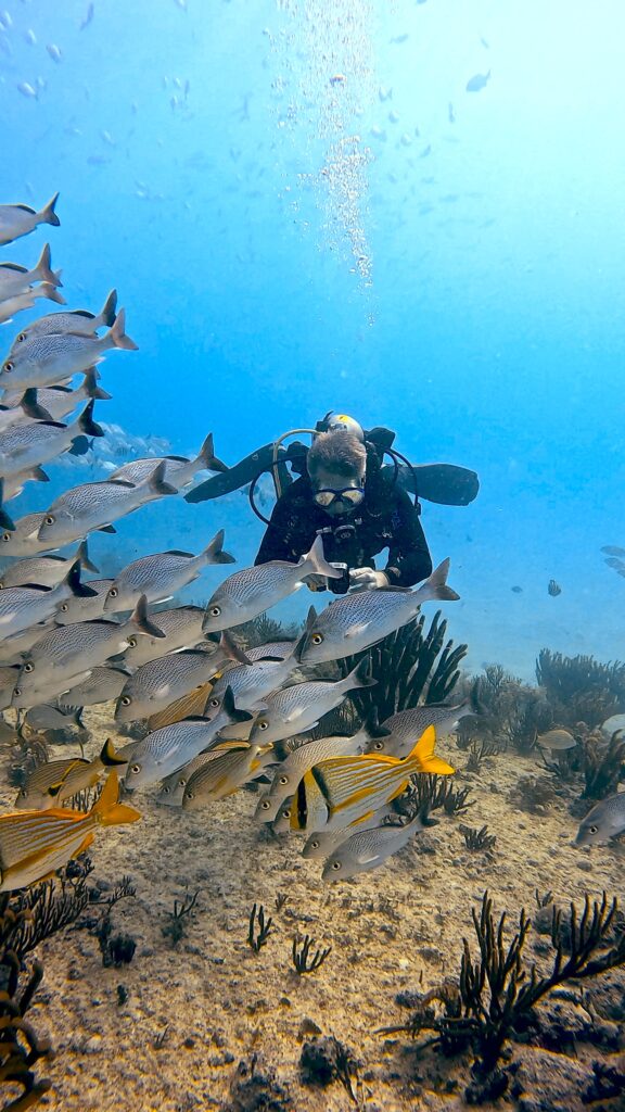 a scuba diver caribbean sea