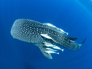 Whale Sharks