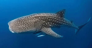 Whale Sharks