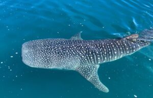 Whale Sharks