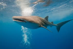 Whale Sharks