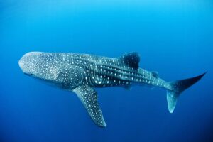 Whale Sharks