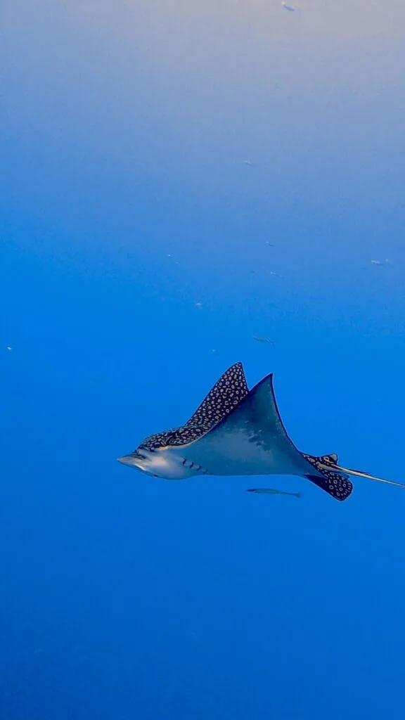 Ocean Diving