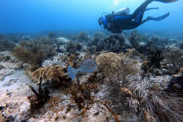 Discover Scuba Diving