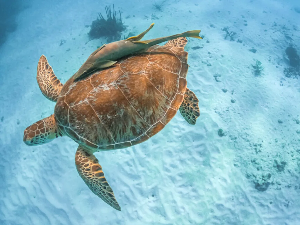 Akumal