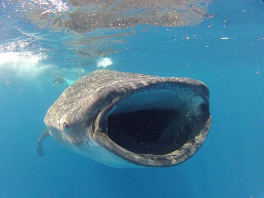 Whale Shark Tour from Playa del Carmen, Cancun & Riviera Maya