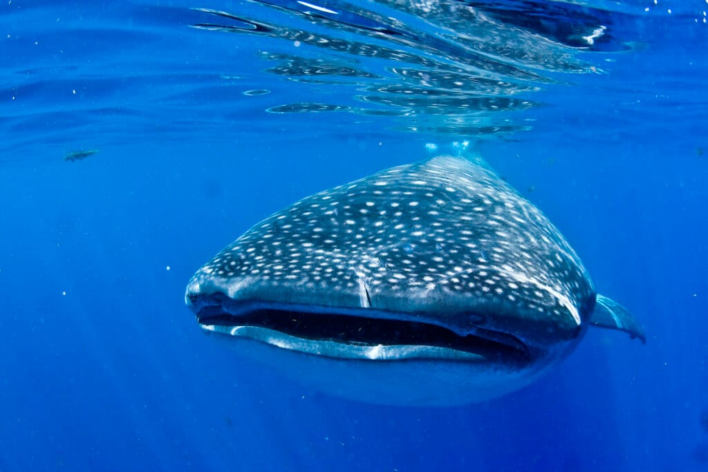 Whale Shark Tour from Playa del Carmen, Cancun & Riviera Maya