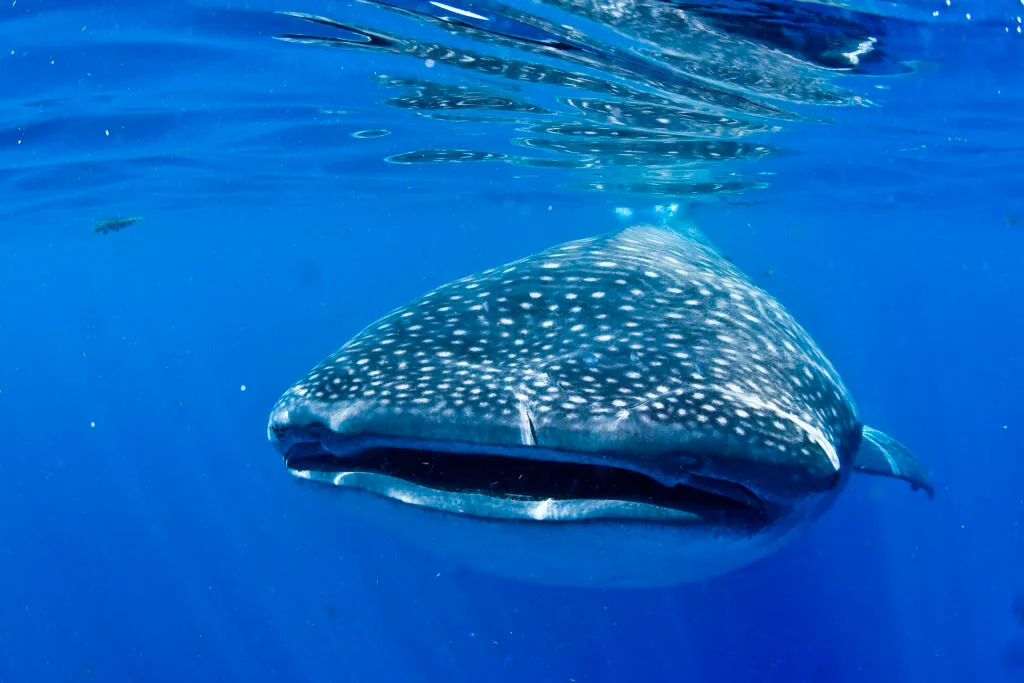Whale Shark Tour from Playa del Carmen, Cancun & Riviera Maya