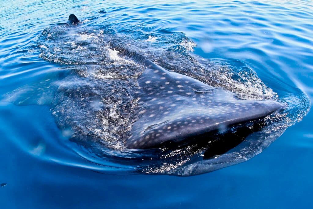 Whale Shark Tour from Playa del Carmen, Cancun & Riviera Maya