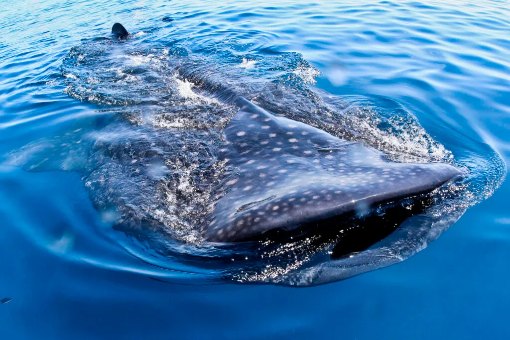 Whale Shark Tour from Playa del Carmen, Cancun & Riviera Maya