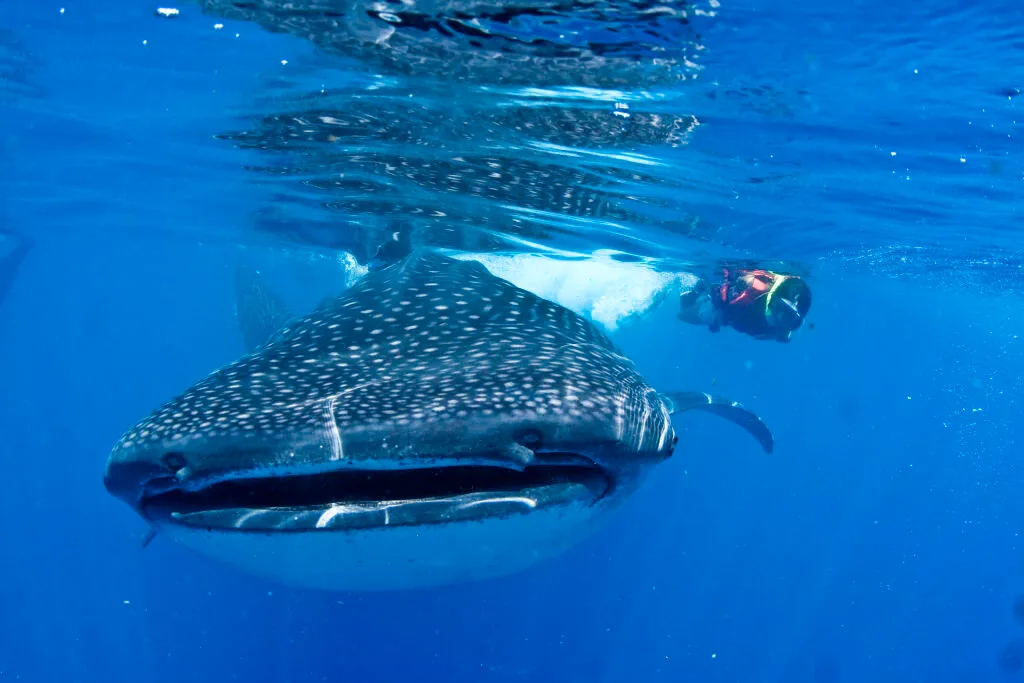Whale Shark Tour from Playa del Carmen, Cancun & Riviera Maya