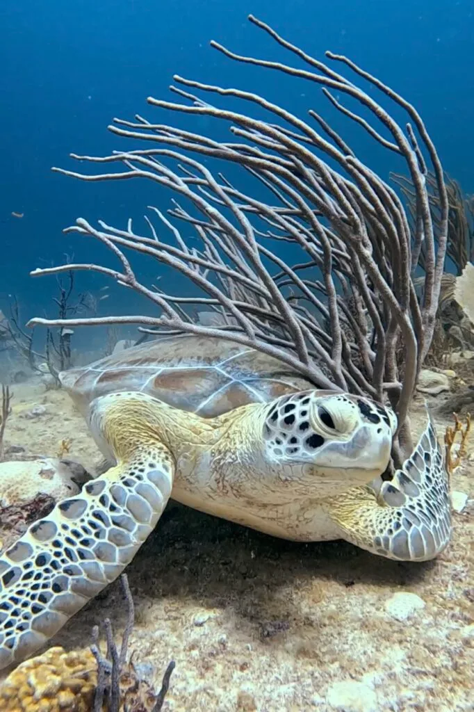 スキューバダイビングを学ぶ Playa del Carmen | Xico Dive Center