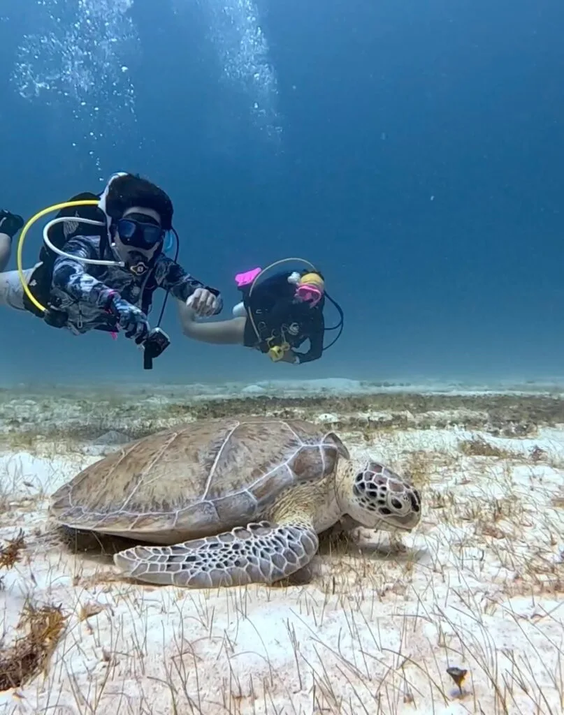What is the Difference Between Diving in Playa del Carmen and Cozumel?
