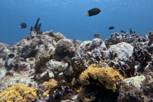 PADI AWARE