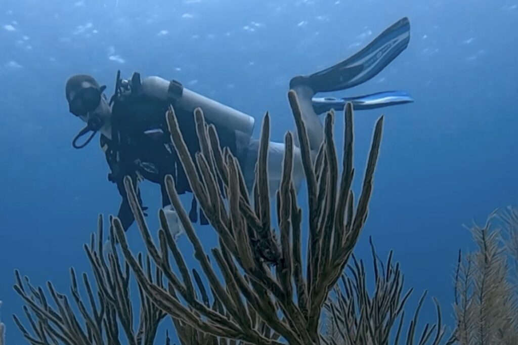 PADI AWARE