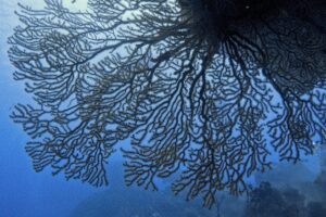 PADI AWARE