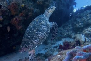 Advanced Open Water Course Playa del Carmen