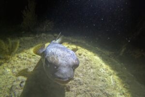 Advanced Open Water Course Playa del Carmen