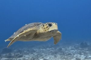 Jr Advanced Open Water Playa del Carmen